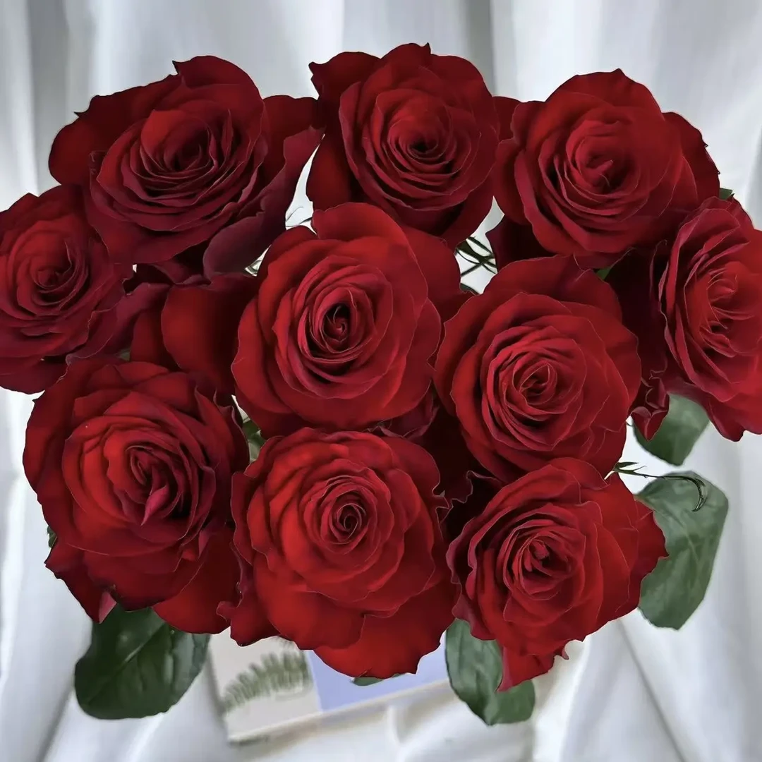 云南鲜花基地直发玫瑰