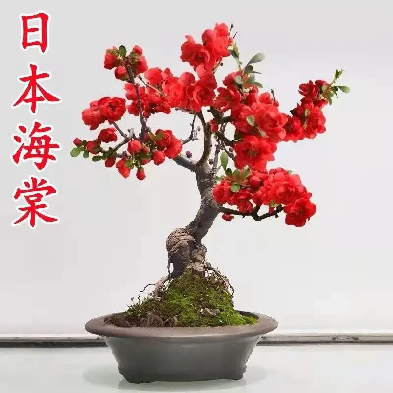 海棠花老桩海棠花长寿盆栽开花海棠树耐寒四季海棠盆景花卉绿植苗
