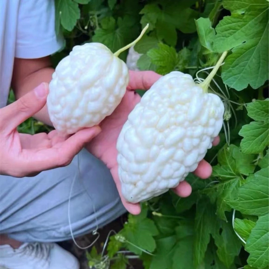 苹果苦瓜种子蔬果生吃不苦甘甜水果播台湾白苦瓜种子蔬菜四季