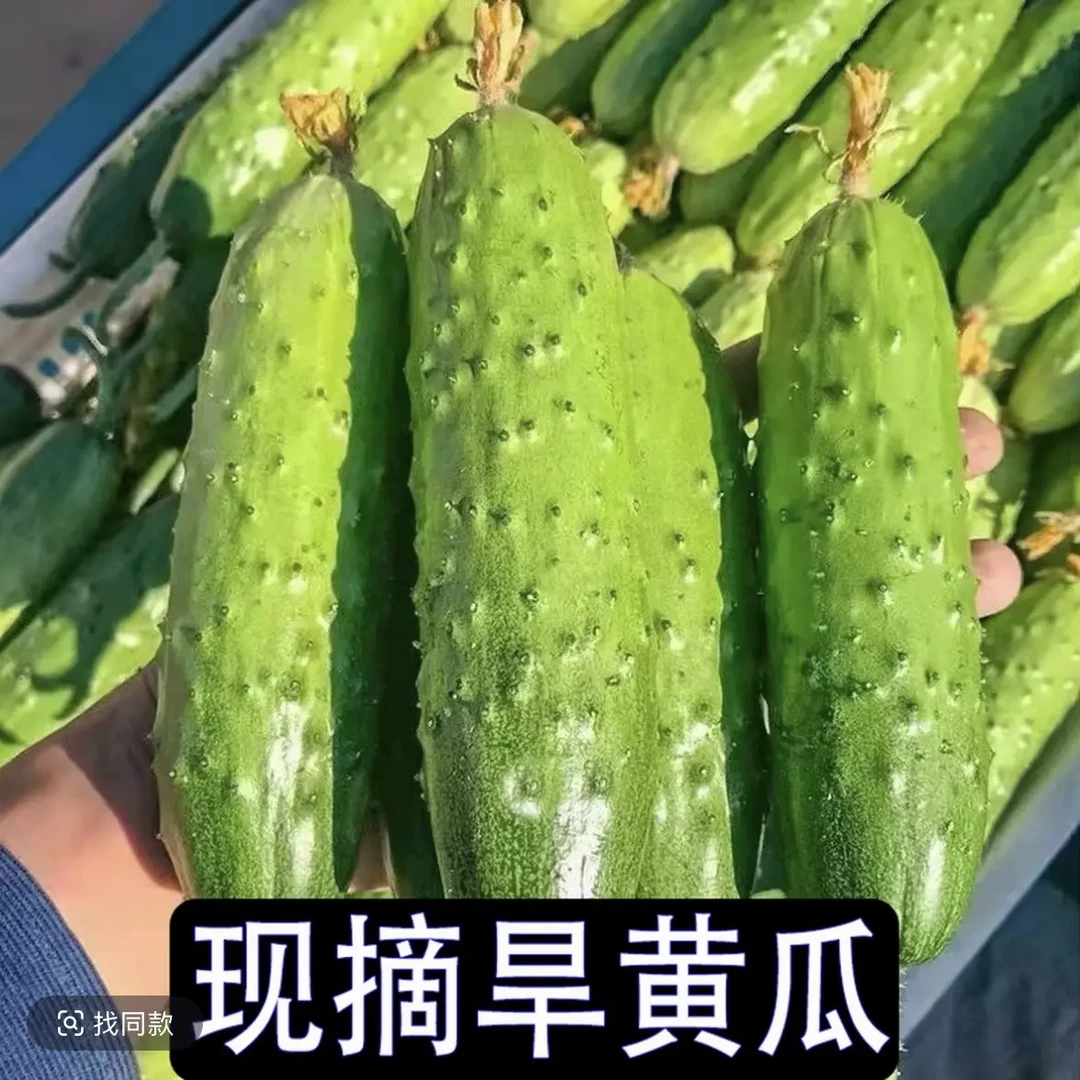 【到手五斤】新鲜现摘水果黄瓜清甜脆嫩多汁蔬菜5斤正宗旱黄瓜商品图
