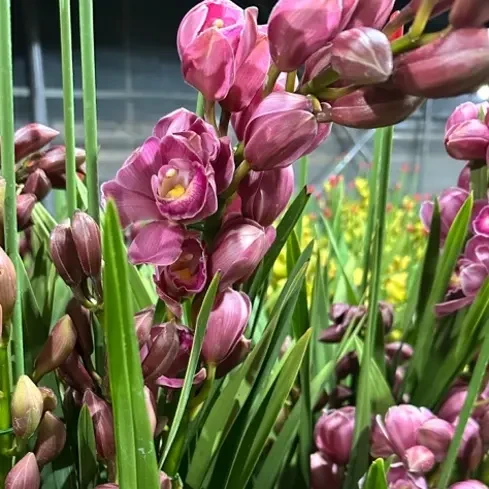 大花蕙兰  绣球 好养室内高端精品绿植花卉盆栽