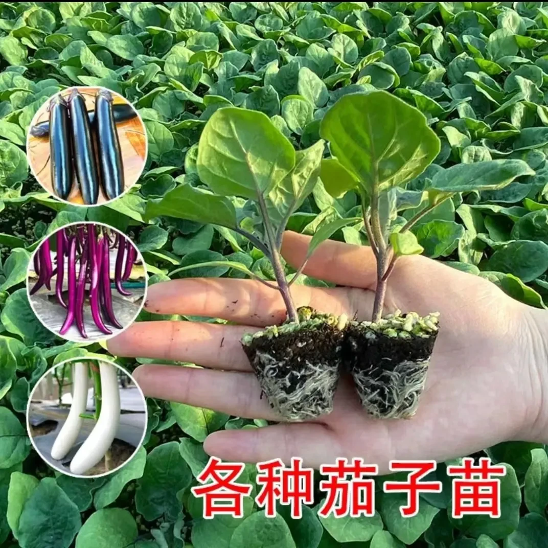 高产四季茄子秧苗阳台种植青茄子苗紫长茄子苗杭茄苗黑茄子苗圆茄