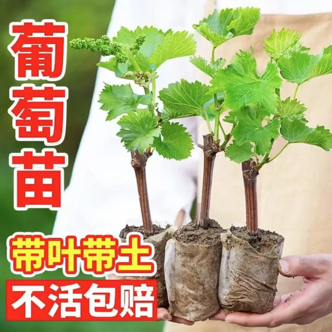 【巨峰葡萄树苗】带土带叶杯苗葡萄苗盆栽地栽阳台庭院种植果树苗