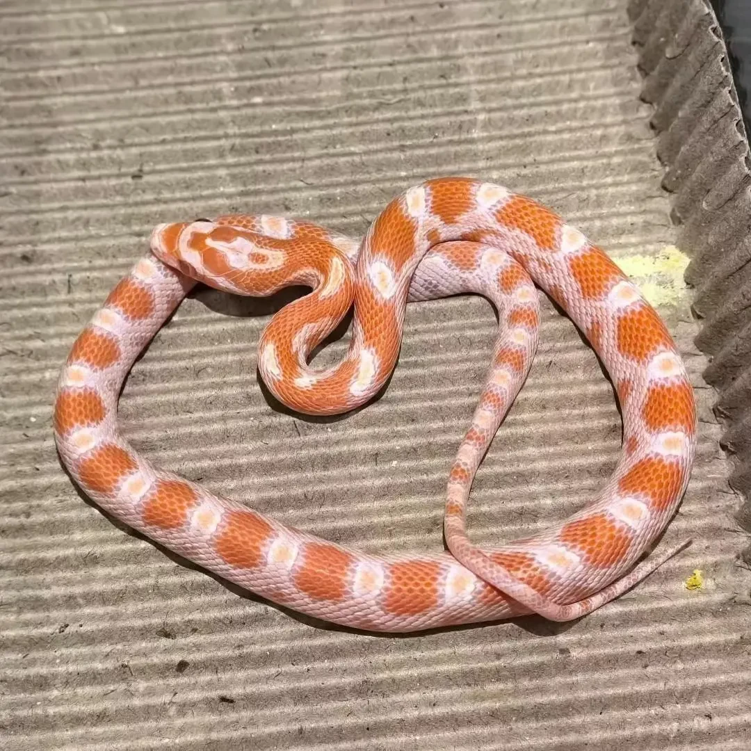 玉米白化红雪白暴风雪黑王白娘小宠包邮包售后玉米苗子爬宠