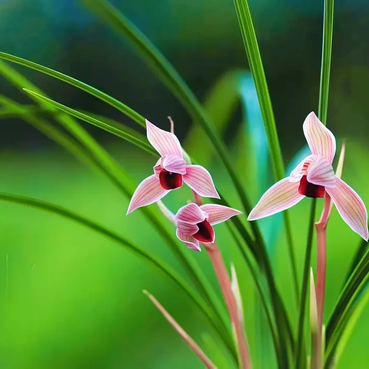 莲瓣兰名品红素兰花草【丽江红】精品好养兰花兰花盆栽东方兰草绿植