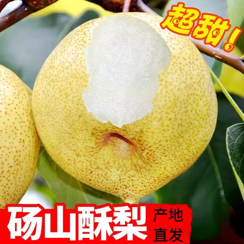【现摘先发】正宗砀山酥梨脆甜整箱当季水果新鲜梨甜可口带箱五斤