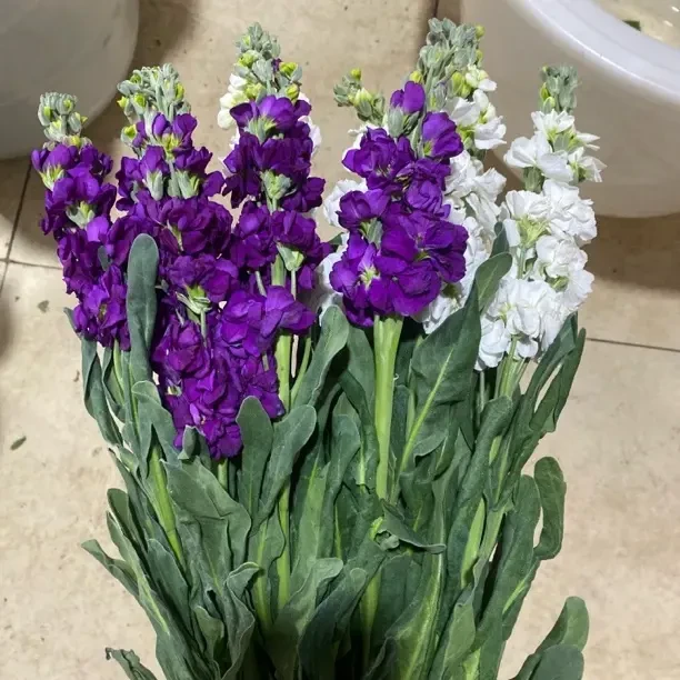 (20把起发)紫罗兰混色(花店配货)