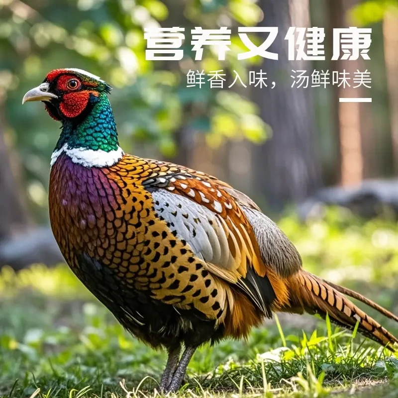 农家散养绿色健康七彩山鸡 包邮到家鲜活宰杀