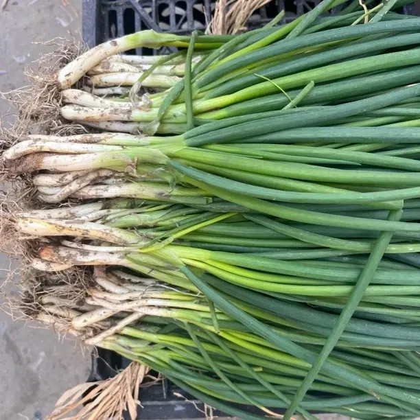 露天种植新鲜现挖带根小葱蔬菜