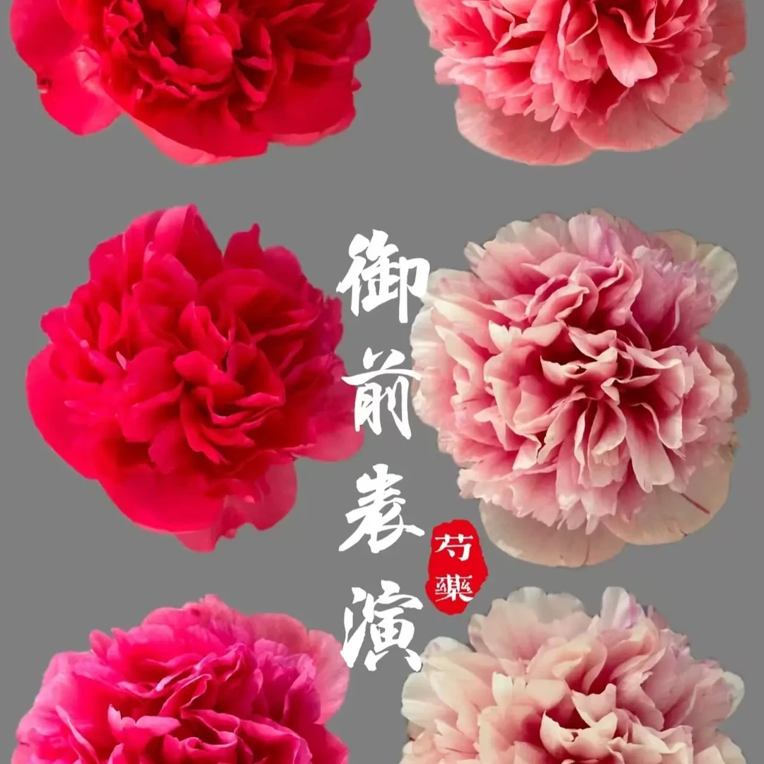 御前表演会变色的大型芍药花带芽发货可庭院阳台种植