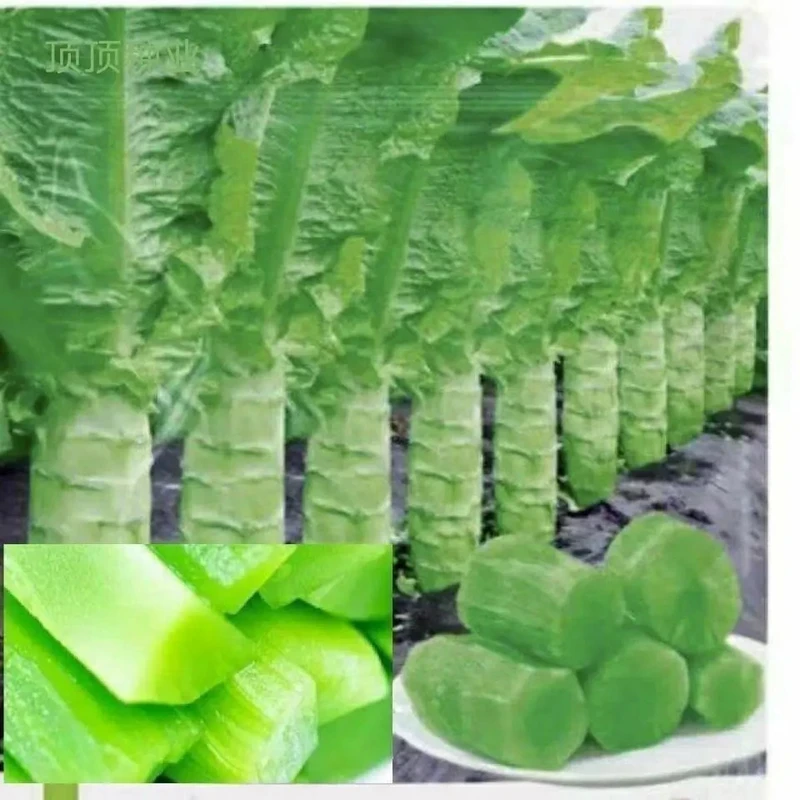 【今年新种】薄皮四季莴笋青皮青肉香莴笋耐热耐寒秋冬季蔬菜尖叶