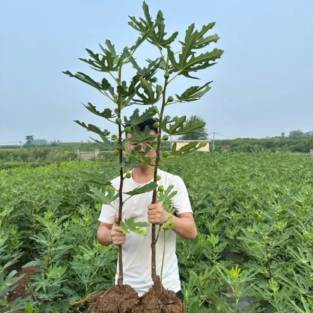 无花果树特大果苗可盆栽地栽南北方四季均可种植