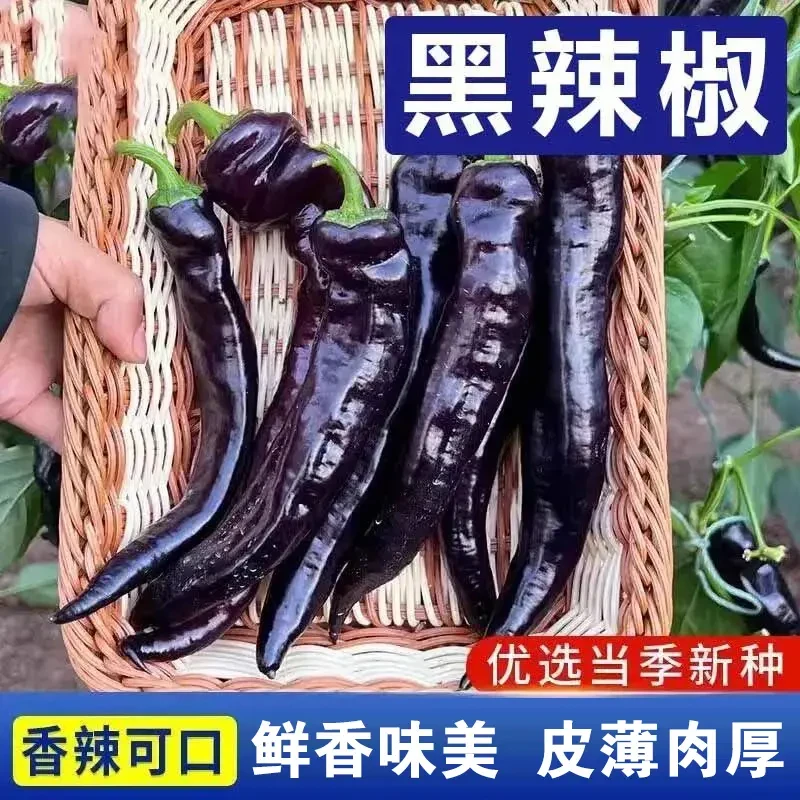黑辣椒种子四季高产辣椒籽种庭院高产阳台紫妃尖椒种子蔬菜种子籽