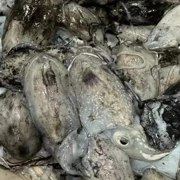 大连野生墨鱼（也叫乌鱼）