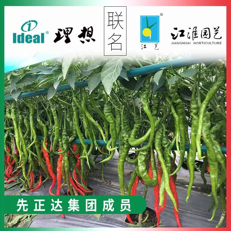 江淮园艺螺丝椒种子香辣超长辣椒种子二荆条高产耐温热长线椒春秋