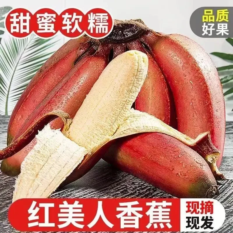 广西红美人香蕉美人蕉野生芭蕉水果红皮蕉新鲜农家剥皮香蕉黄心果
