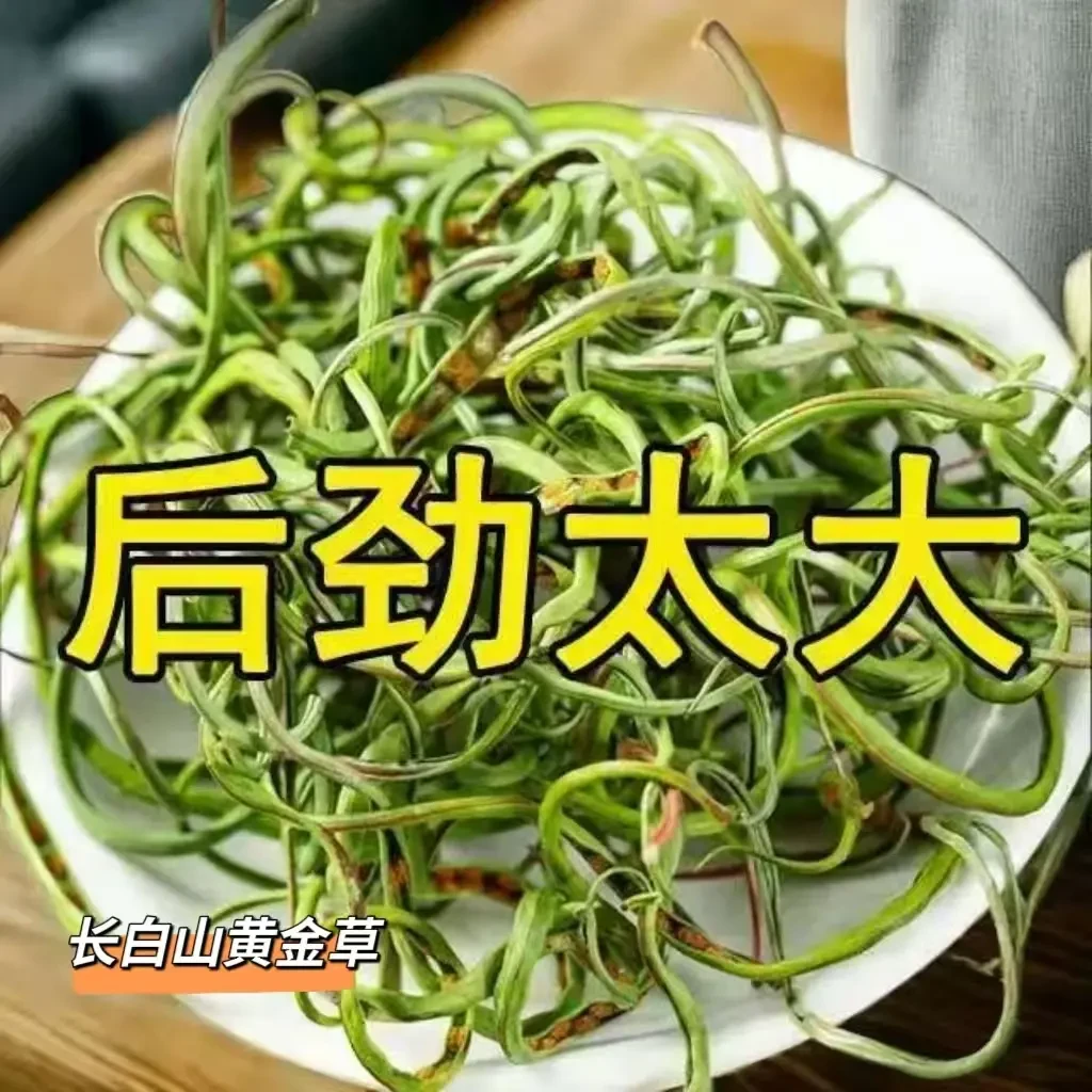 长白山黄金草产地直发嫩叶优选新鲜真材直发实料甄选