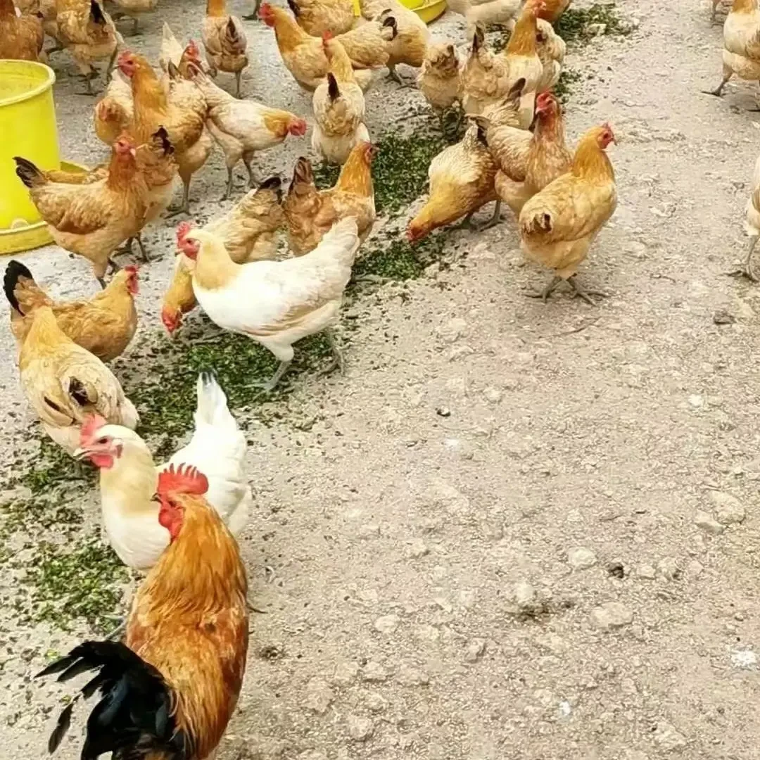 散养黄羽粉壳老母鸡