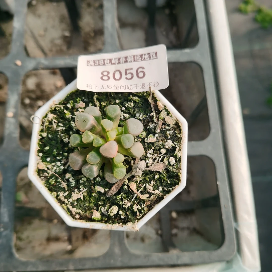 彩色五十铃玉锦多肉植物办公室美观盆栽