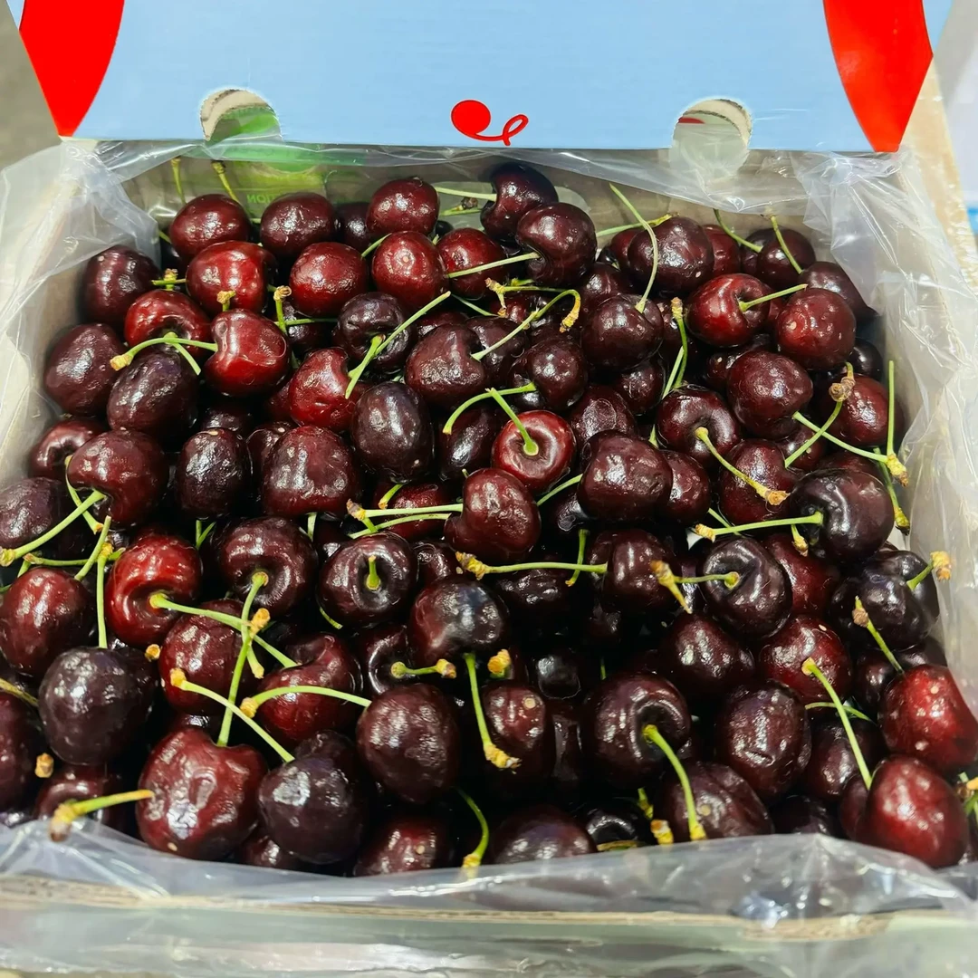 海运 音符 桑缇娜车 厘 子 2J级内附果径卡