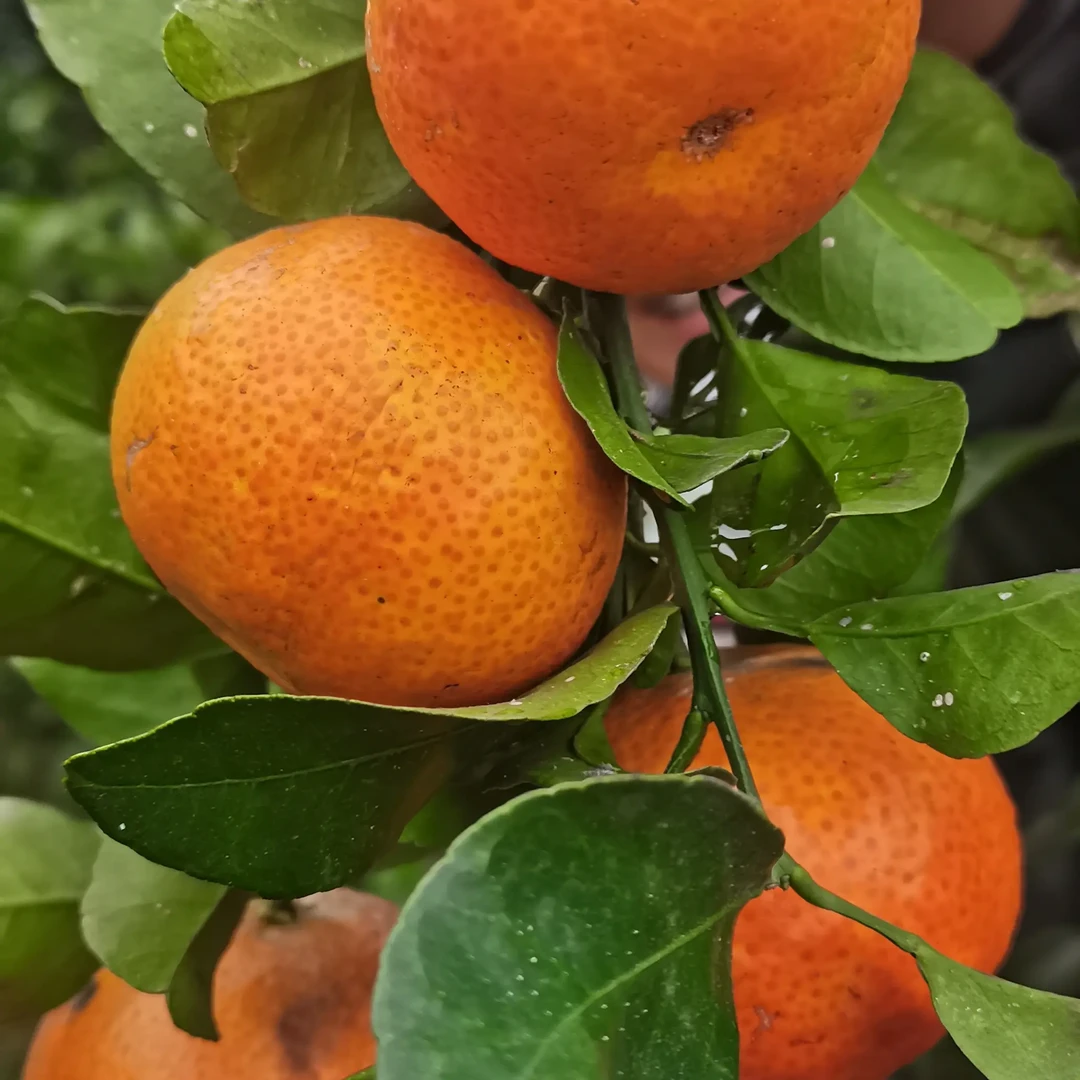 遂宁产地直发新鲜现摘沙糖桔香甜多汁水果