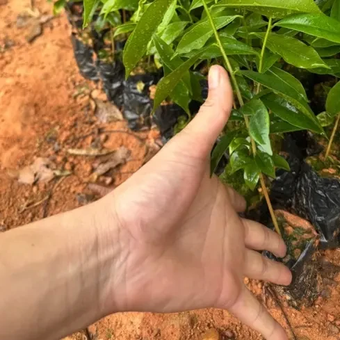 沉香原生随机母树