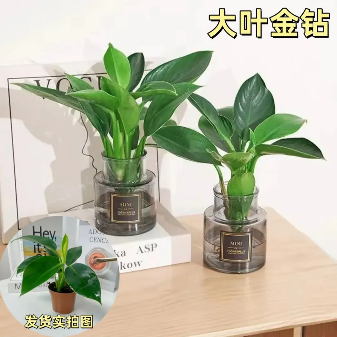 大叶金钻绿公主四季常青吸甲醛室内绿植可水培净化空气易活好养