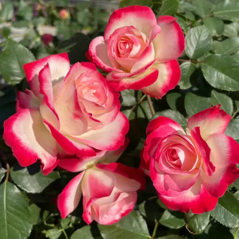 红双喜月季花苗大苗大花浓香品种月季苗阳台庭院绿植盆栽花园花卉