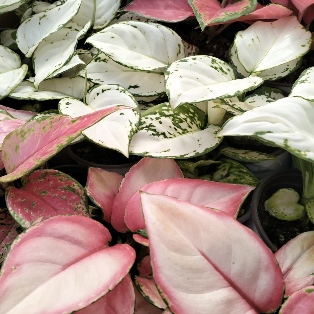 如意皇后（三盆组合）室内水培植物四季好养适合客厅桌面摆放