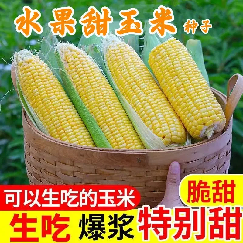 甜水果黄玉米种子生吃非转基因苞谷籽春秋杂交玉米籽家庭蔬菜种子