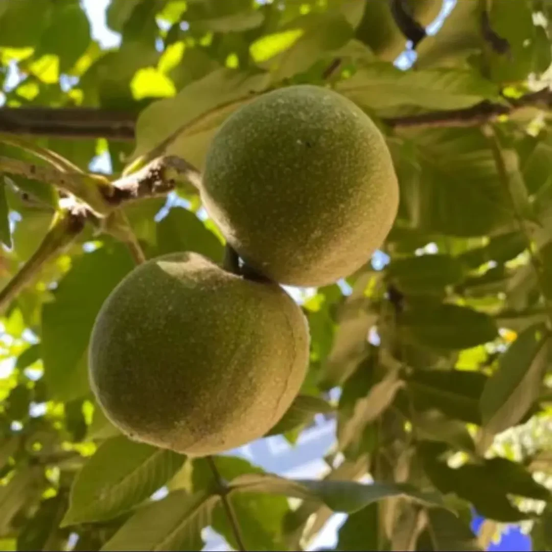 文玩核桃随机发链接