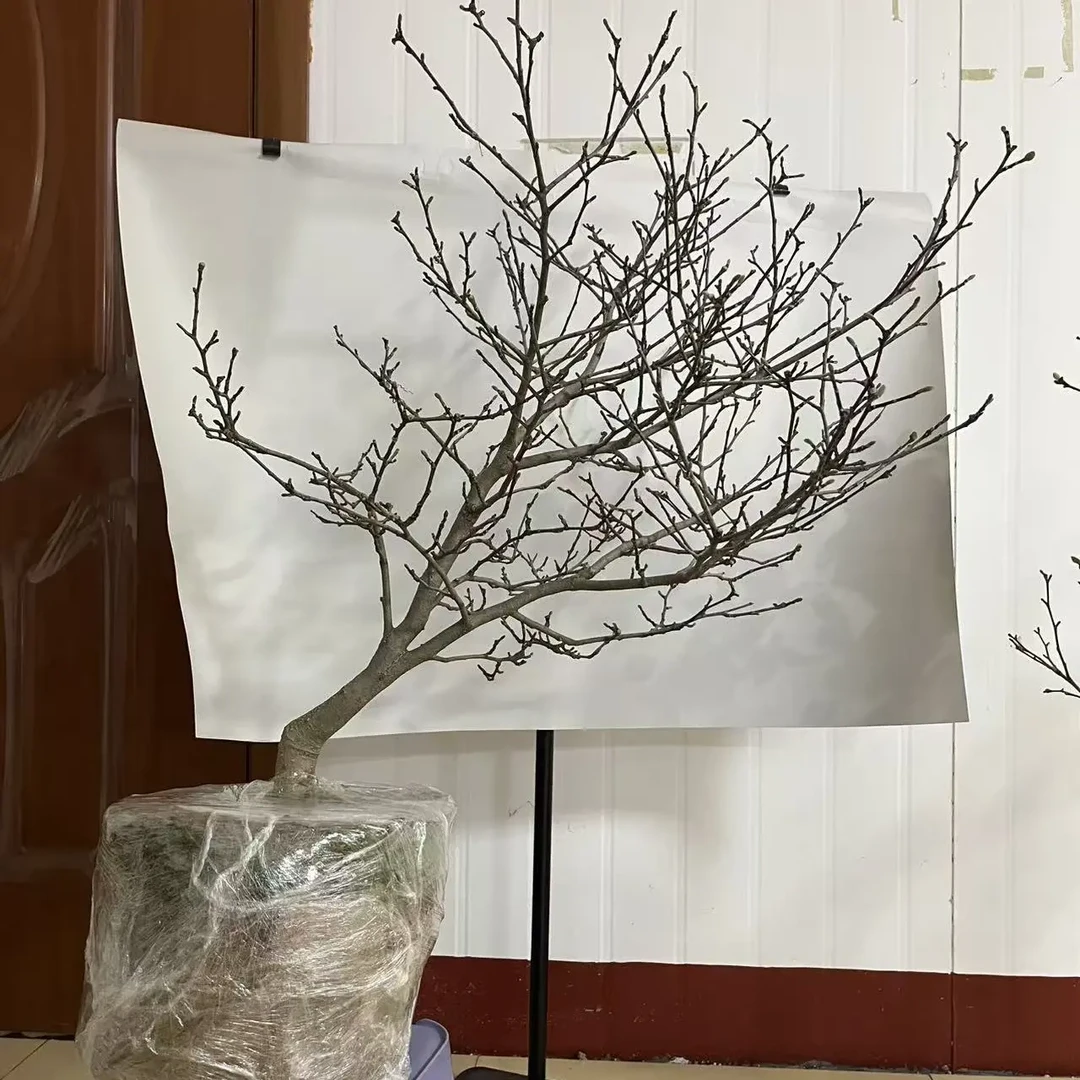 小巧多色矮化星花玉兰