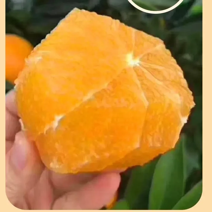 现摘正宗四川爱媛果冻橙新鲜当季水果产地直发