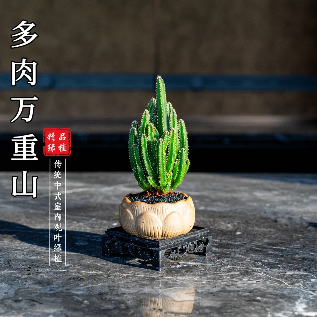 万重山桌面盆栽茶宠绿植花卉开花好看实物清香好养护