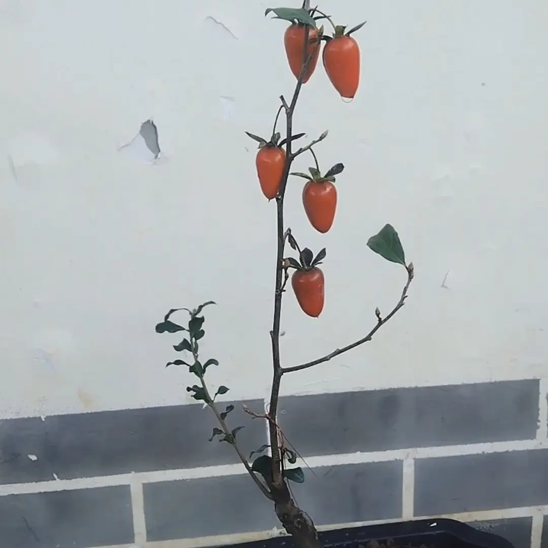 老鸦柿原生母桩绿植盆栽盆景素材