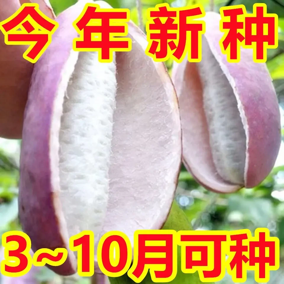 【今年新鲜】野生八月瓜种子耐热八月瓜苗树籽植物食用水果八月炸