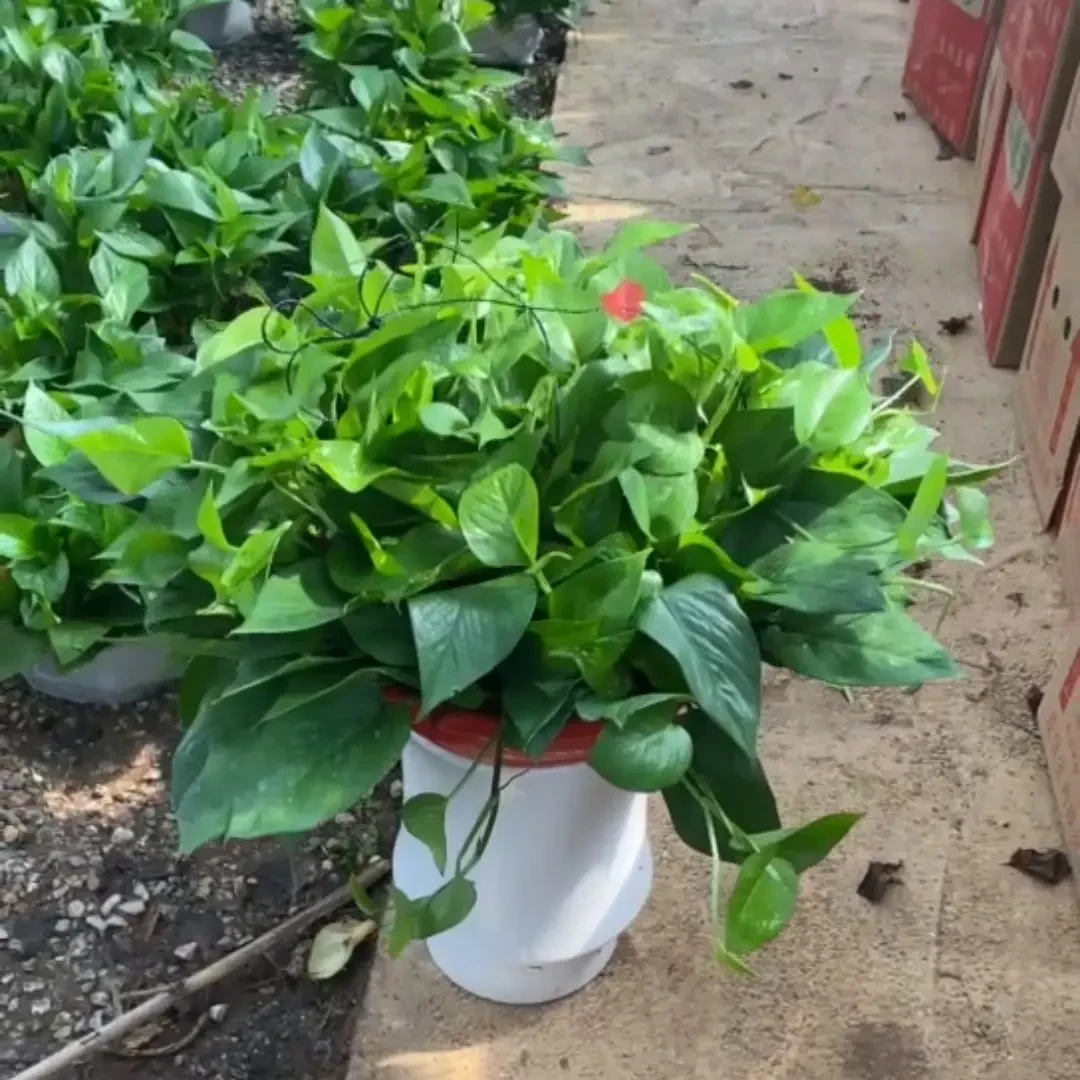 绿萝盆栽室内水培植物净化空气吸除甲醛好养花卉绿植客厅绿植盆栽