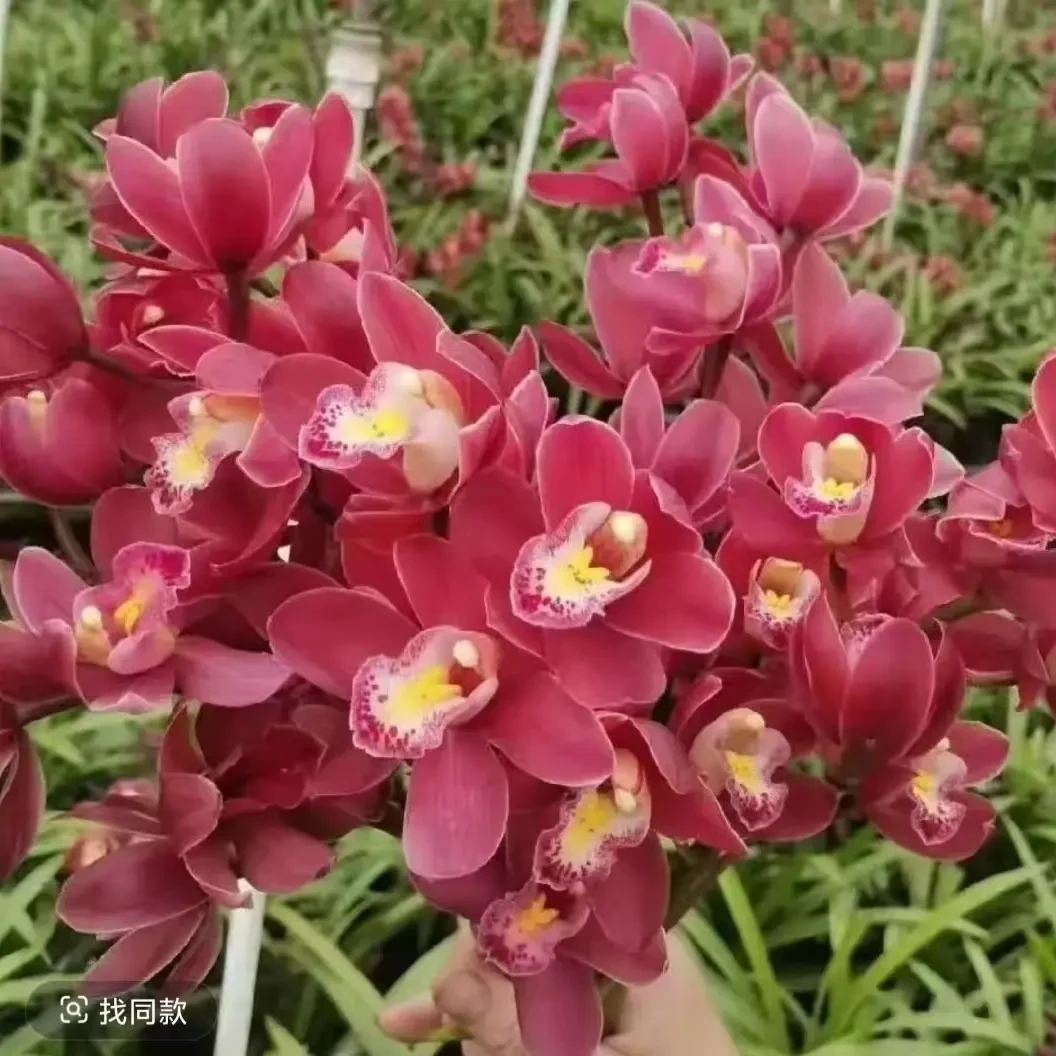 年宵花（红宝石）浓香好养易活兰花植物