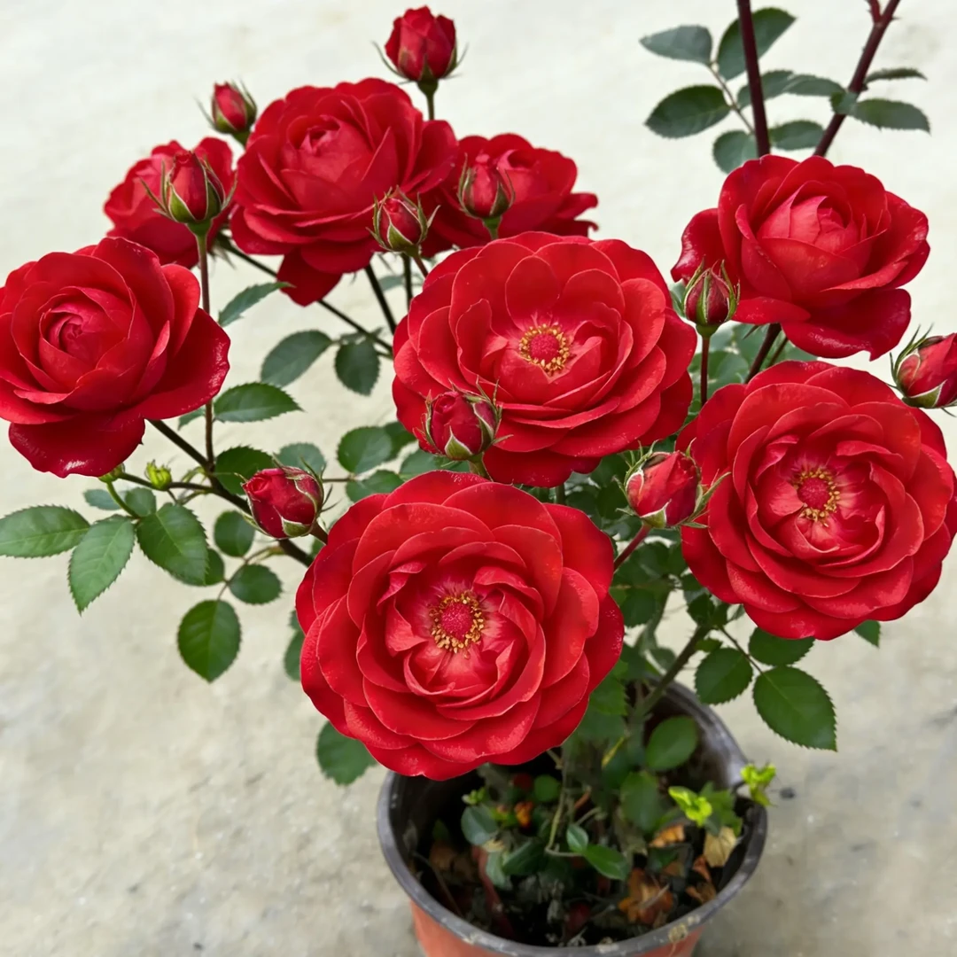 多品种四季开花耐寒耐月季苗盆栽花卉好养活 室内外植物