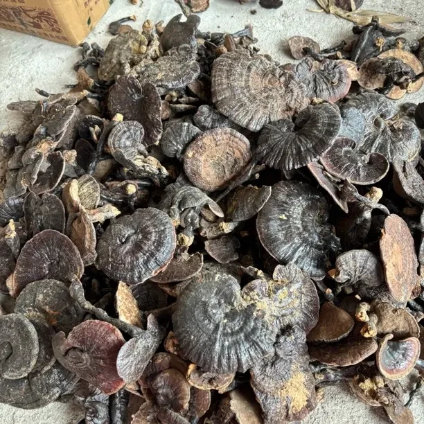广西十万大山天然野生小紫灵芝菌无苦味可煲汤泡酒泡水