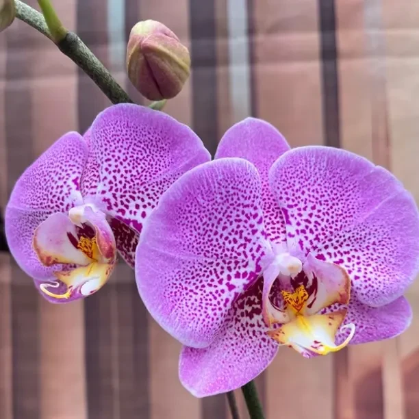 富乐之星3.5寸带花剑带花苞蝴蝶兰室内四季开花好养活盆栽花卉