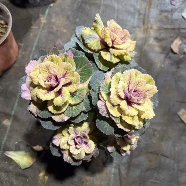 雨衣甘蓝炫彩耐寒耐晒好养活的羽衣甘蓝盆栽可养老桩
