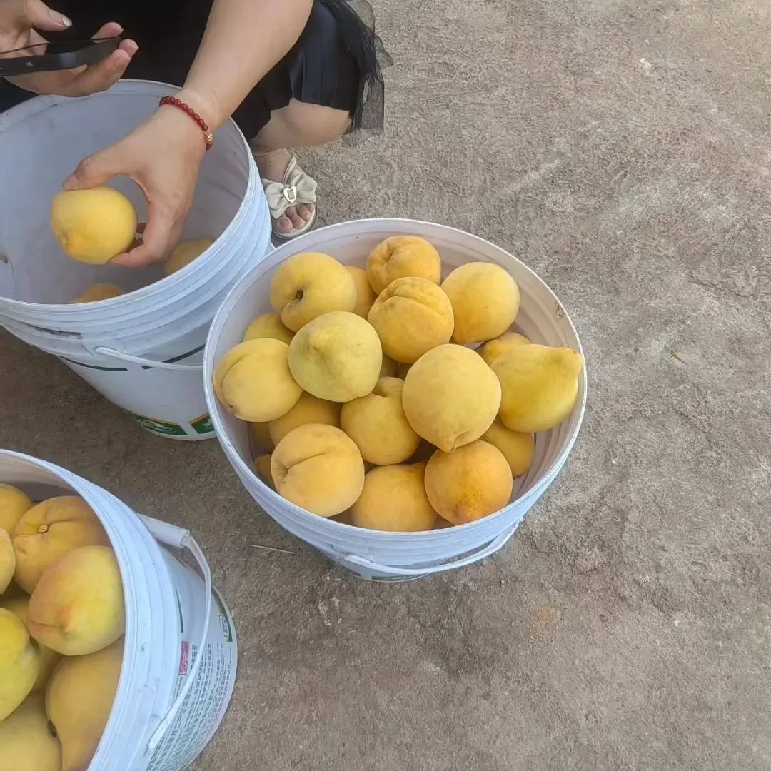 新鲜现摘锦绣黄桃当季水果脆甜多汁公园直发黄桃