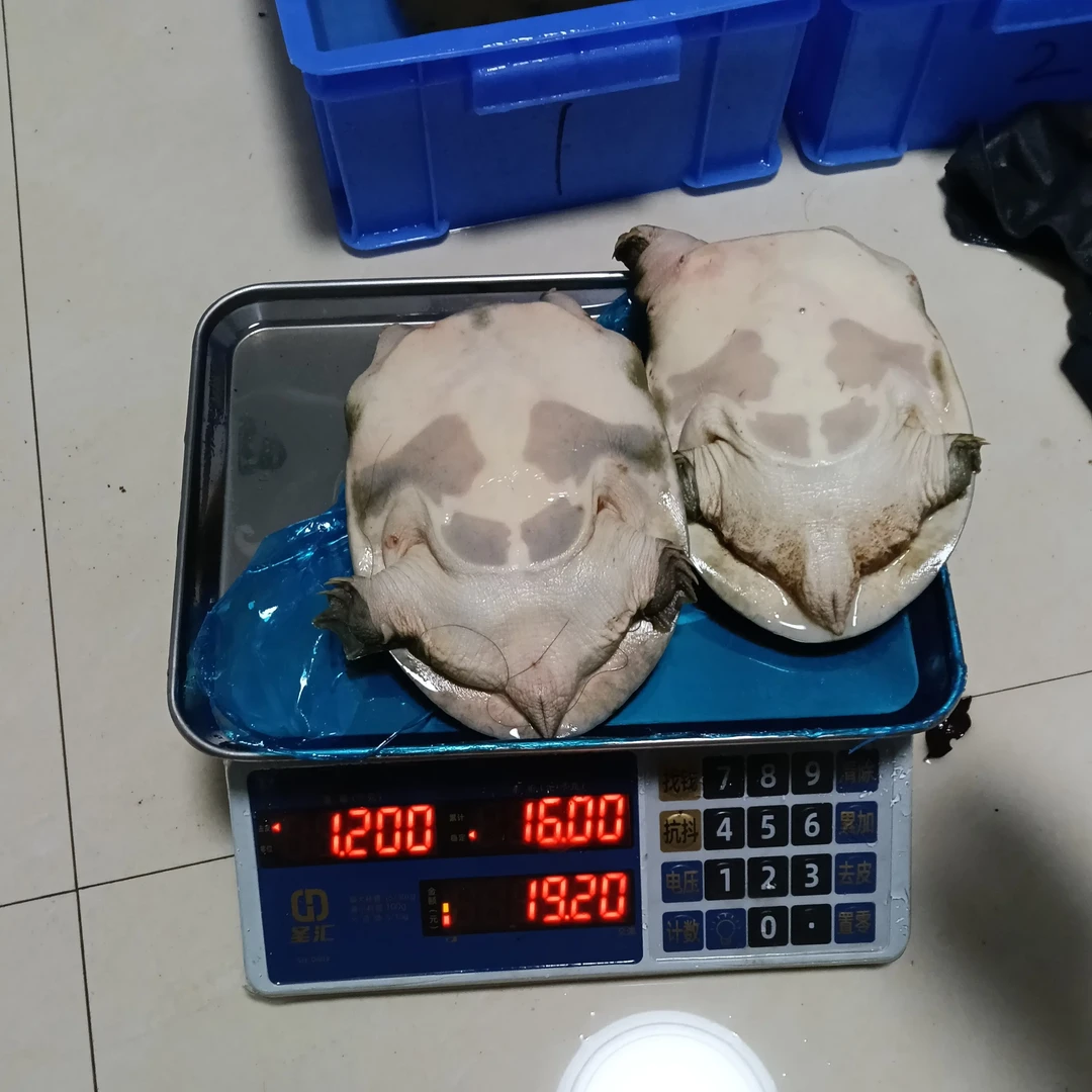 小徐精品鲜活外塘甲鱼销售