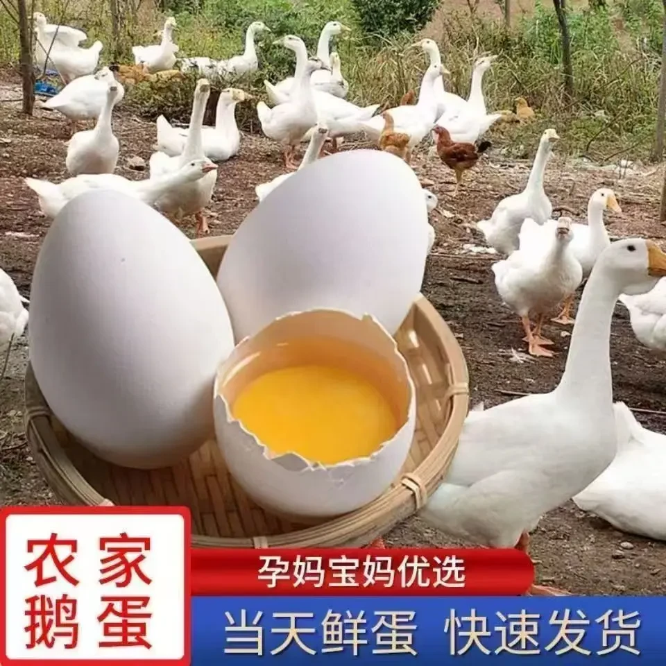 正宗农家散养土雁鹅蛋新鲜大雁鹅蛋安心蛋20枚