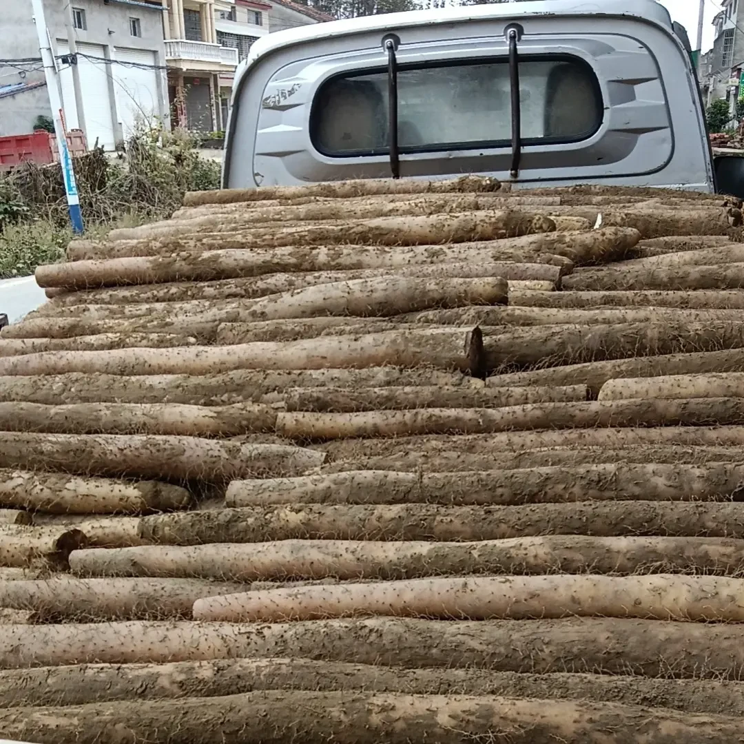 正宗脆山药炒山药大山药粗山药滋补香甜可口营养丰富襄阳山药粗大