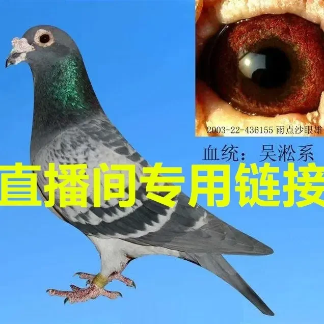 纯种大体落地王鸽子活体生鲜肉鸽信鸽青年鸽子