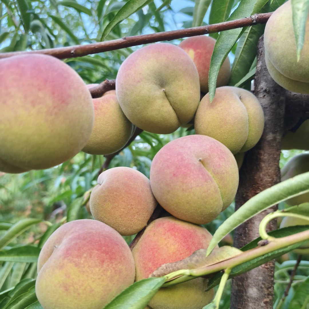 山东现摘现发沂蒙山蜜雪冬桃青州蜜桃脆甜爽口无酸应季新鲜桃子