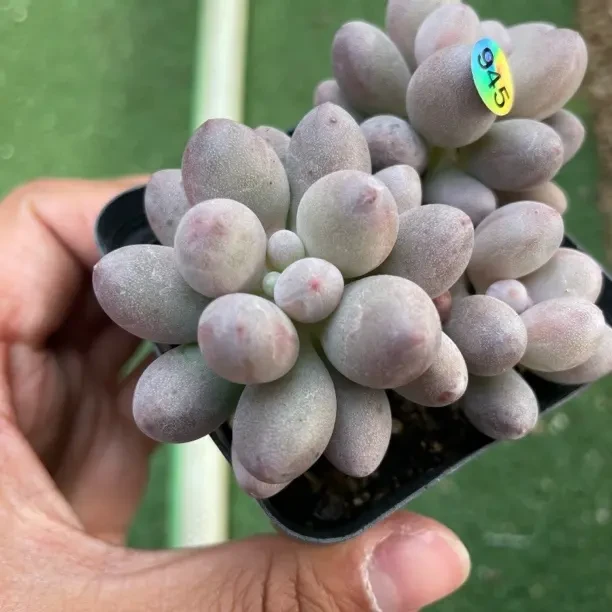 仙子奶酪多肉植物出奶尖