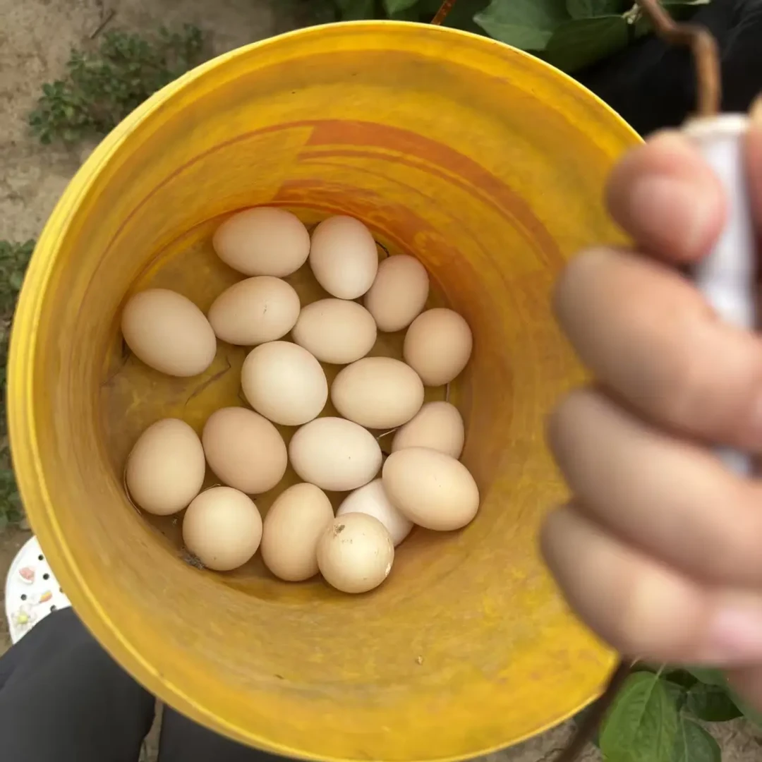 康明遥散养柴鸡蛋（不是纯粮散养柴鸡蛋假一赔十）